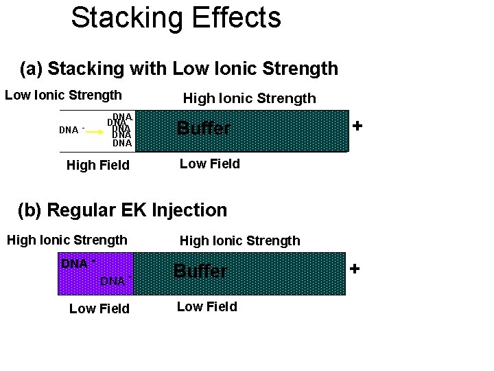 Stacking Effects (a) Stacking with Low Ionic Strength DNA - DNA DNA - High