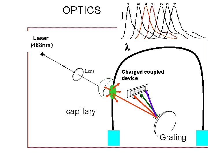 OPTICS Laser (488 nm) I Charged coupled device capillary Grating 