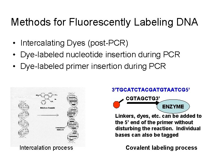 Methods for Fluorescently Labeling DNA • Intercalating Dyes (post-PCR) • Dye-labeled nucleotide insertion during