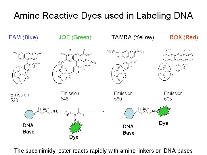 Amine Reactive Dyes used in Labeling DNA FAM (Blue) JOE (Green) Emission 548 Emission