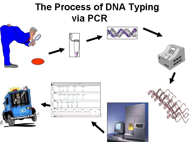 The Process of DNA Typing via PCR 