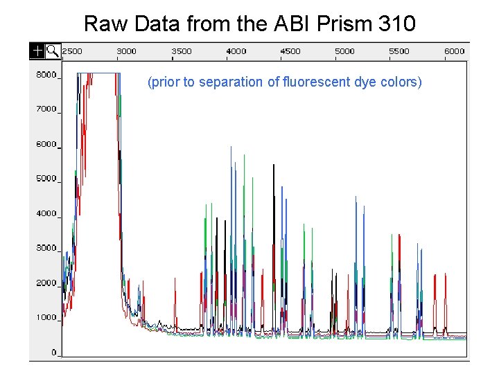Raw Data from the ABI Prism 310 (prior to separation of fluorescent dye colors)