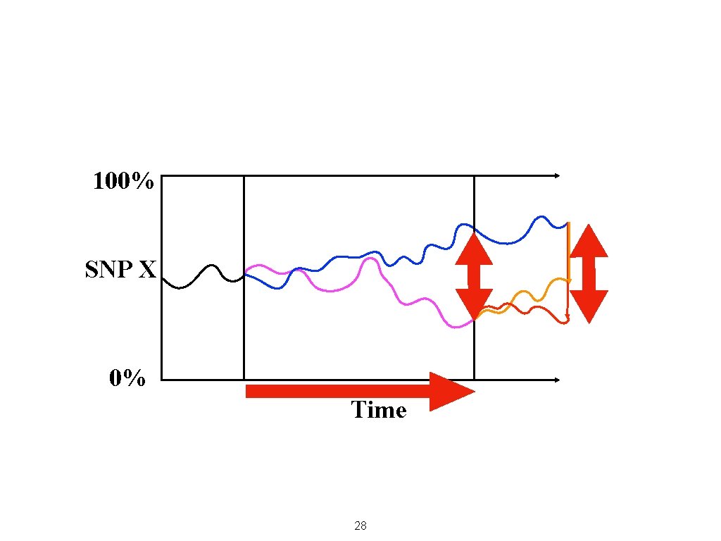 100% SNP X 0% Time 28 