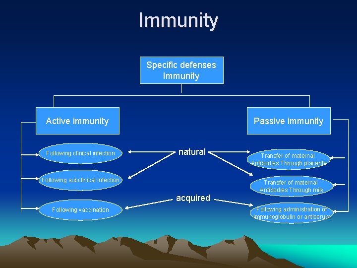 Immunity Specific defenses Immunity Active immunity Following clinical infection Passive immunity natural Following subclinical