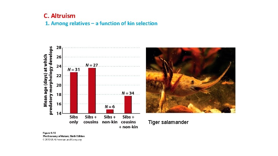 C. Altruism 1. Among relatives – a function of kin selection Tiger salamander 