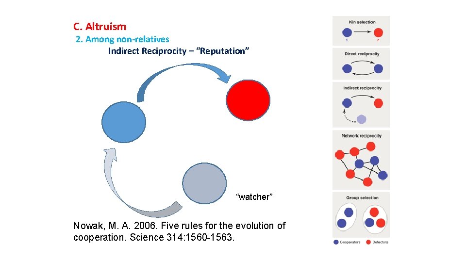 C. Altruism 2. Among non-relatives Indirect Reciprocity – “Reputation” “watcher” Nowak, M. A. 2006.