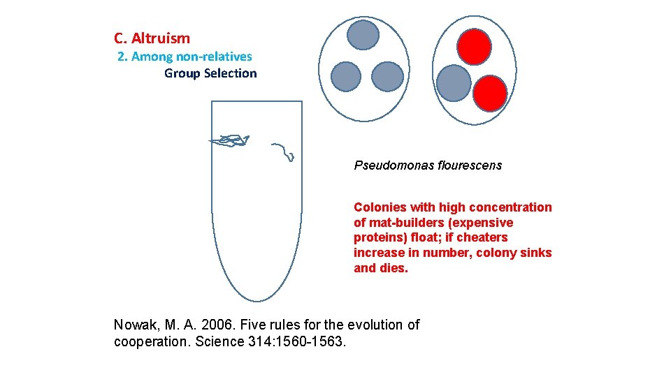 C. Altruism 2. Among non-relatives Group Selection Pseudomonas flourescens Colonies with high concentration of