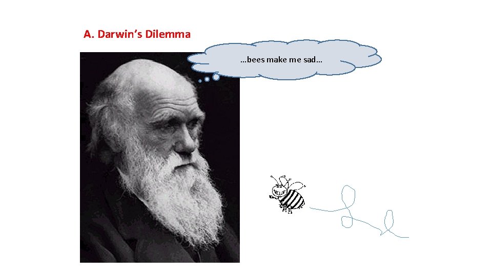 A. Darwin’s Dilemma …bees make me sad… 