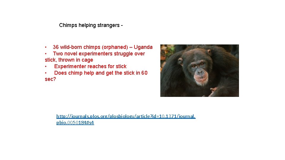 Chimps helping strangers - • 36 wild-born chimps (orphaned) – Uganda • Two novel