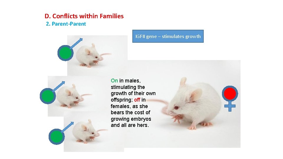 D. Conflicts within Families 2. Parent-Parent IGFII gene – stimulates growth On in males,