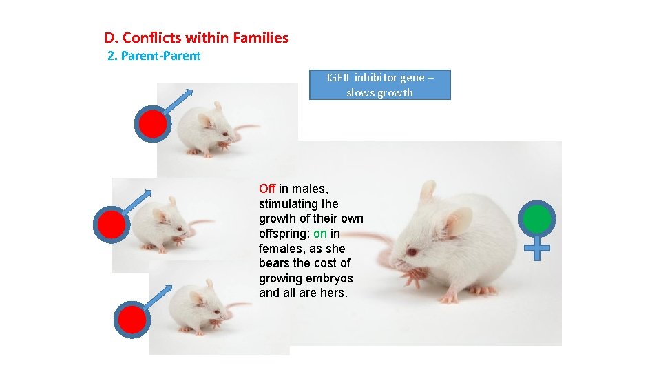 D. Conflicts within Families 2. Parent-Parent IGFII inhibitor gene – slows growth Off in