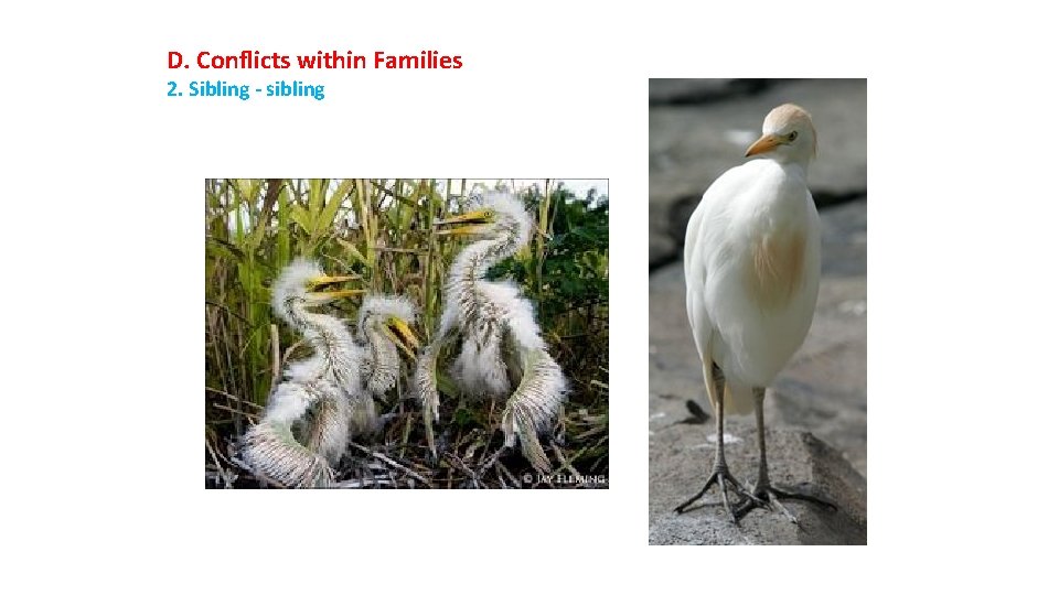 D. Conflicts within Families 2. Sibling - sibling 