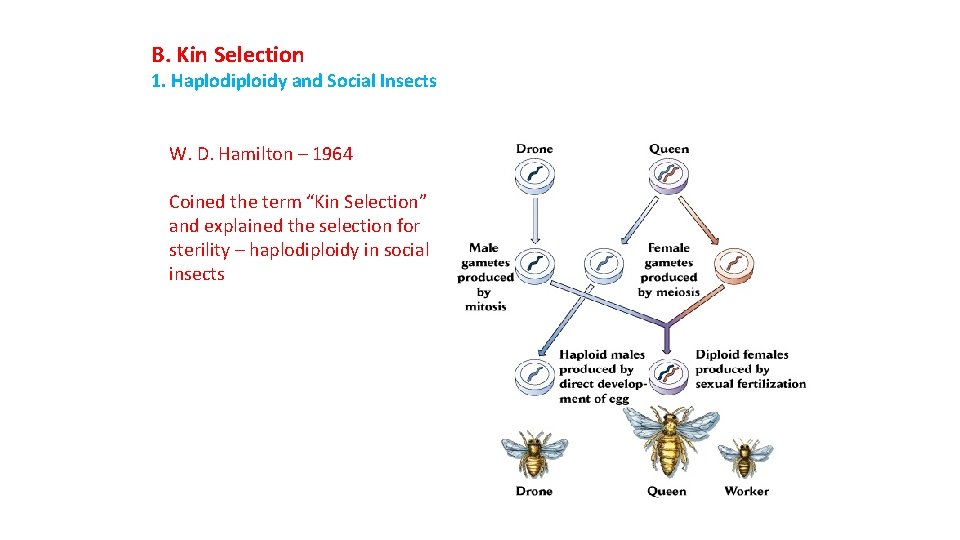 B. Kin Selection 1. Haplodiploidy and Social Insects W. D. Hamilton – 1964 Coined