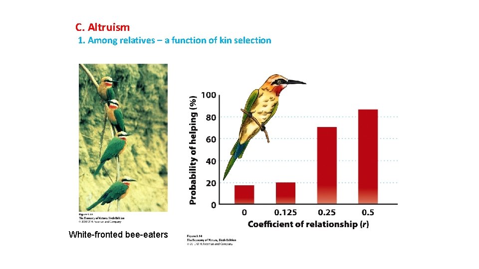 C. Altruism 1. Among relatives – a function of kin selection White-fronted bee-eaters 