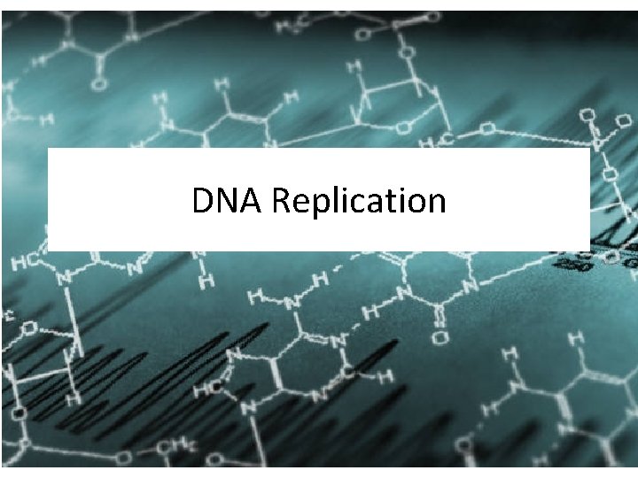 DNA Replication 