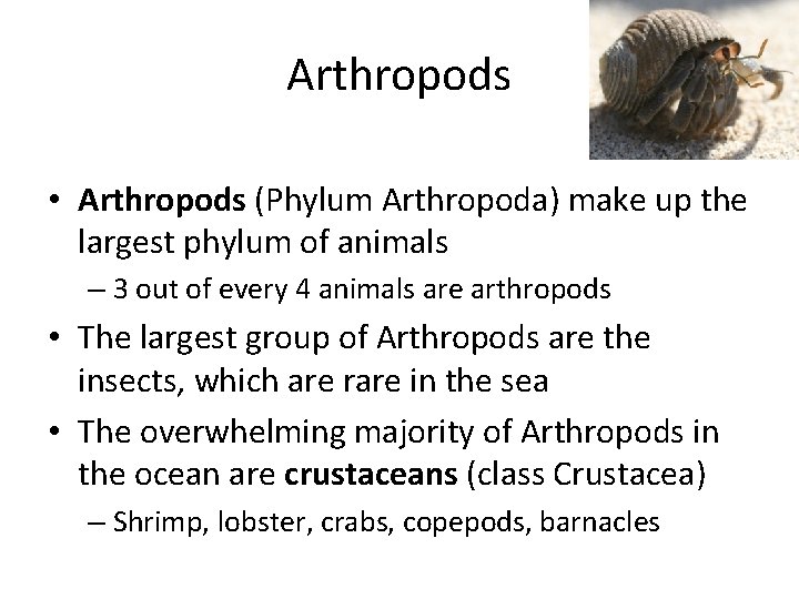 Arthropods • Arthropods (Phylum Arthropoda) make up the largest phylum of animals – 3