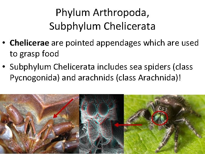 Phylum Arthropoda, Subphylum Chelicerata • Chelicerae are pointed appendages which are used to grasp