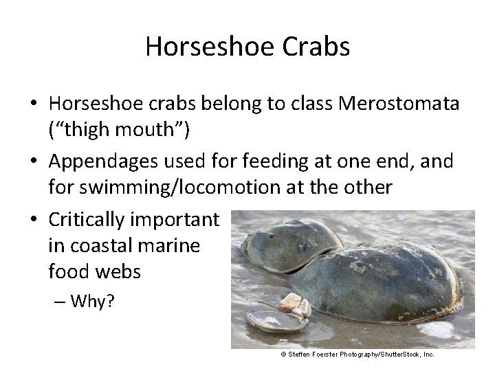 Horseshoe Crabs • Horseshoe crabs belong to class Merostomata (“thigh mouth”) • Appendages used