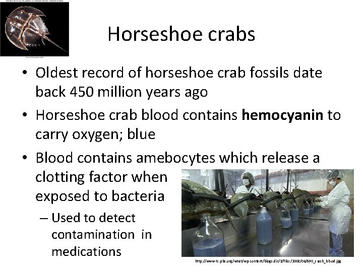 Horseshoe crabs • Oldest record of horseshoe crab fossils date back 450 million years