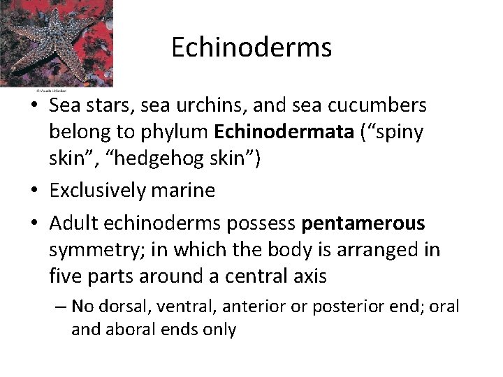 Echinoderms • Sea stars, sea urchins, and sea cucumbers belong to phylum Echinodermata (“spiny