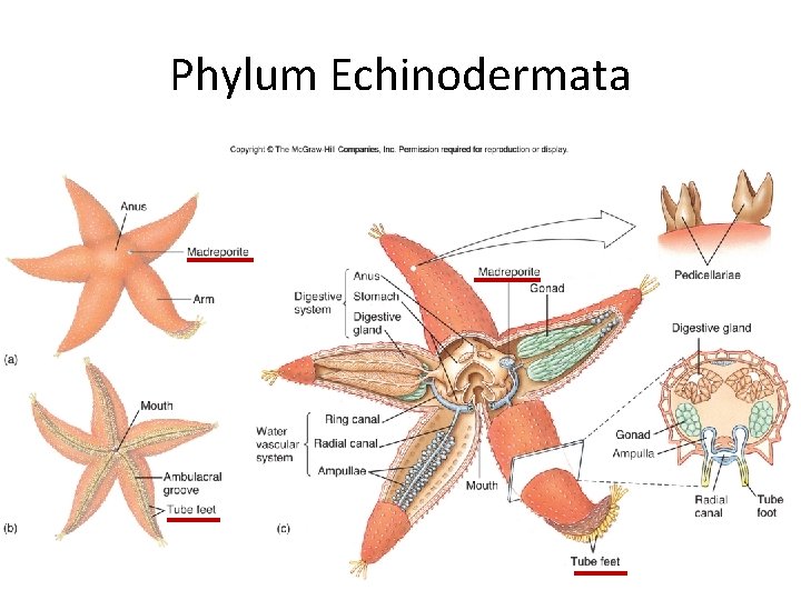 Phylum Echinodermata 