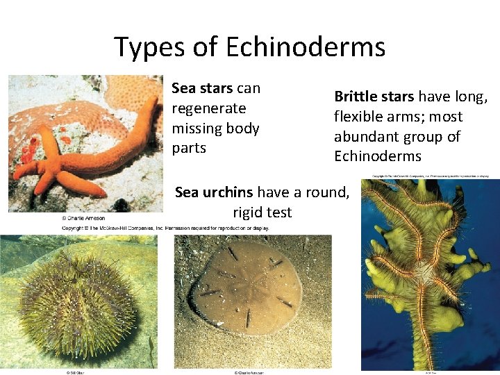Types of Echinoderms Sea stars can regenerate missing body parts Brittle stars have long,