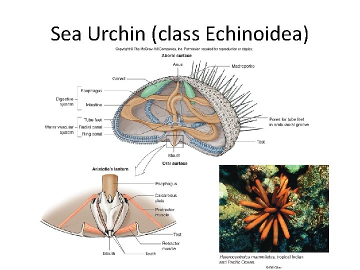 Sea Urchin (class Echinoidea) 