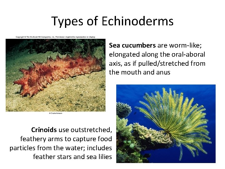 Types of Echinoderms Sea cucumbers are worm-like; elongated along the oral-aboral axis, as if