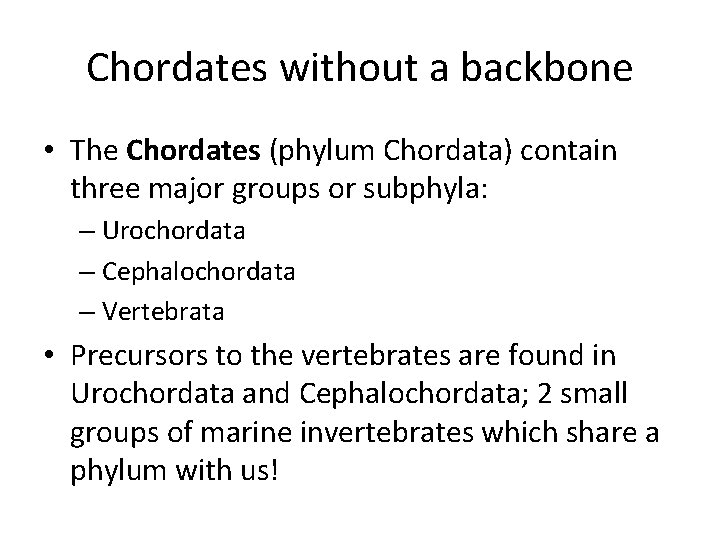 Chordates without a backbone • The Chordates (phylum Chordata) contain three major groups or