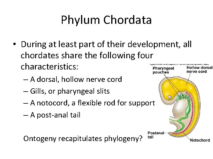 Phylum Chordata • During at least part of their development, all chordates share the