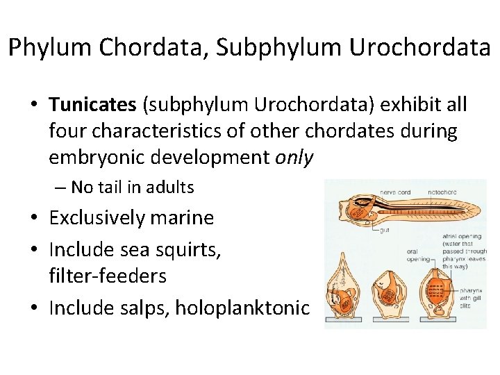 Phylum Chordata, Subphylum Urochordata • Tunicates (subphylum Urochordata) exhibit all four characteristics of other