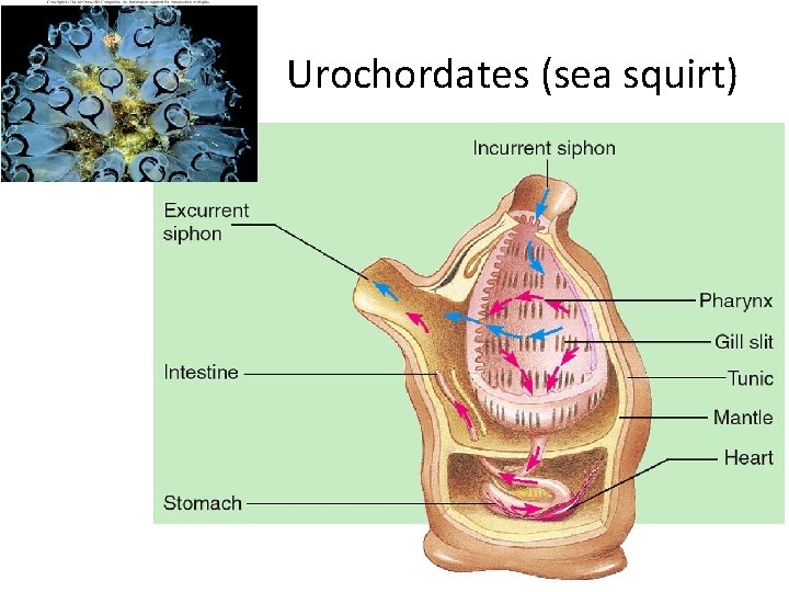 Urochordates (sea squirt) 