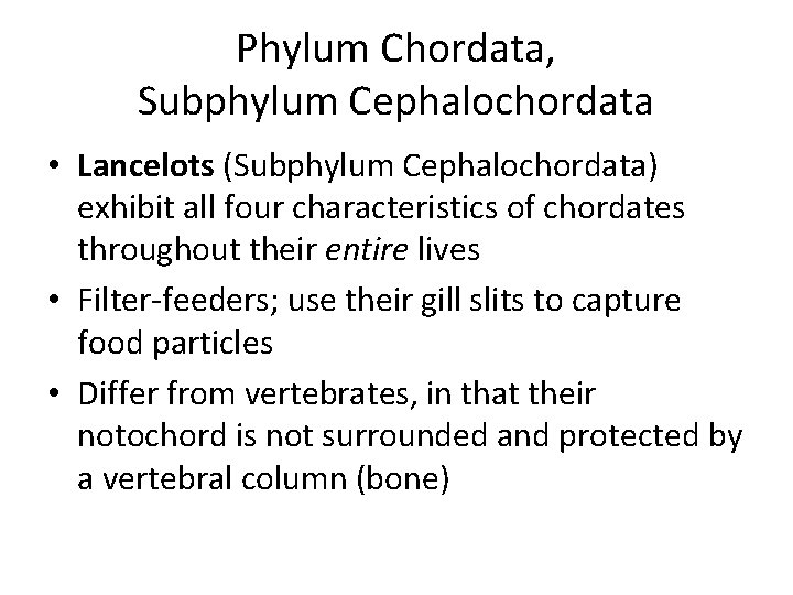 Phylum Chordata, Subphylum Cephalochordata • Lancelots (Subphylum Cephalochordata) exhibit all four characteristics of chordates