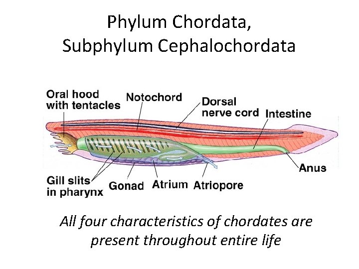 Phylum Chordata, Subphylum Cephalochordata All four characteristics of chordates are present throughout entire life