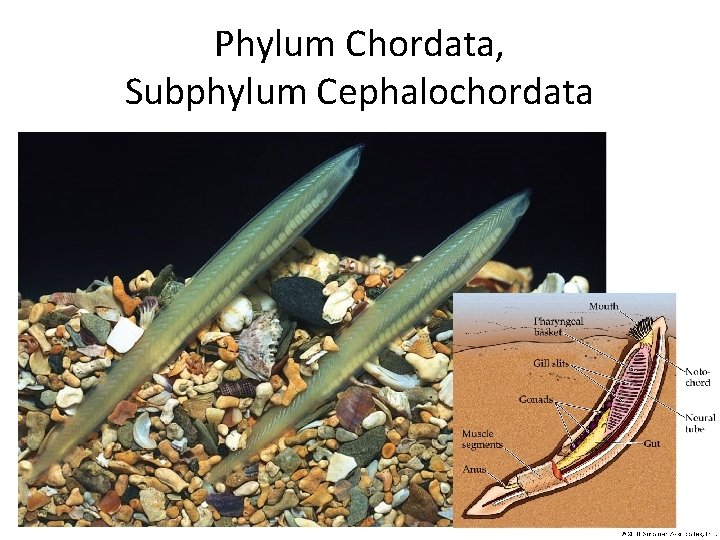 Phylum Chordata, Subphylum Cephalochordata 