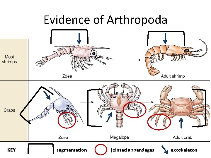 Evidence of Arthropoda KEY segmentation jointed appendages exoskeleton 