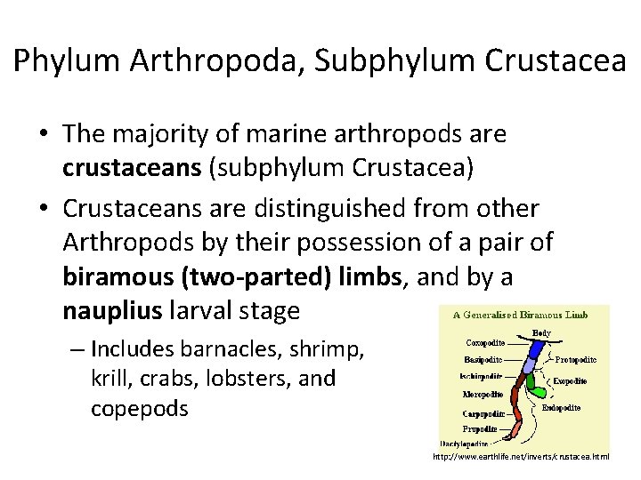 Phylum Arthropoda, Subphylum Crustacea • The majority of marine arthropods are crustaceans (subphylum Crustacea)
