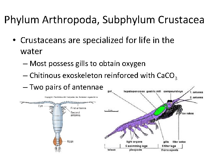 Phylum Arthropoda, Subphylum Crustacea • Crustaceans are specialized for life in the water –