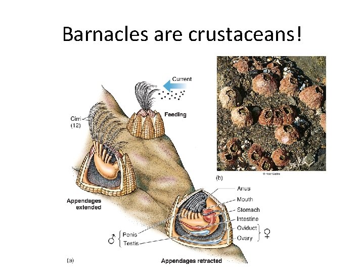 Barnacles are crustaceans! 