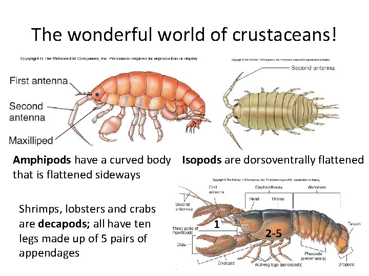 The wonderful world of crustaceans! Amphipods have a curved body Isopods are dorsoventrally flattened