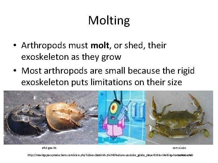 Molting • Arthropods must molt, or shed, their exoskeleton as they grow • Most