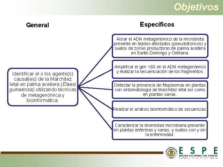 Objetivos General Específicos Aislar el ADN metagenómico de la microbiota presente en tejidos afectados