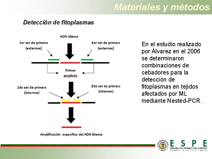 Materiales y métodos Detección de fitoplasmas En el estudio realizado por Álvarez en el
