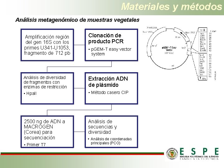 Materiales y métodos Análisis metagenómico de muestras vegetales Amplificación región del gen 16 S