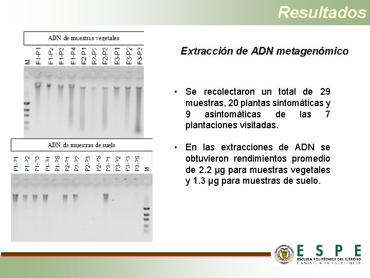 Resultados Extracción de ADN metagenómico • Se recolectaron un total de 29 muestras, 20