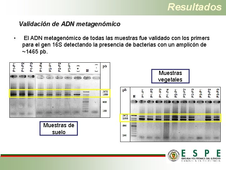 Resultados Validación de ADN metagenómico • El ADN metagenómico de todas las muestras fue