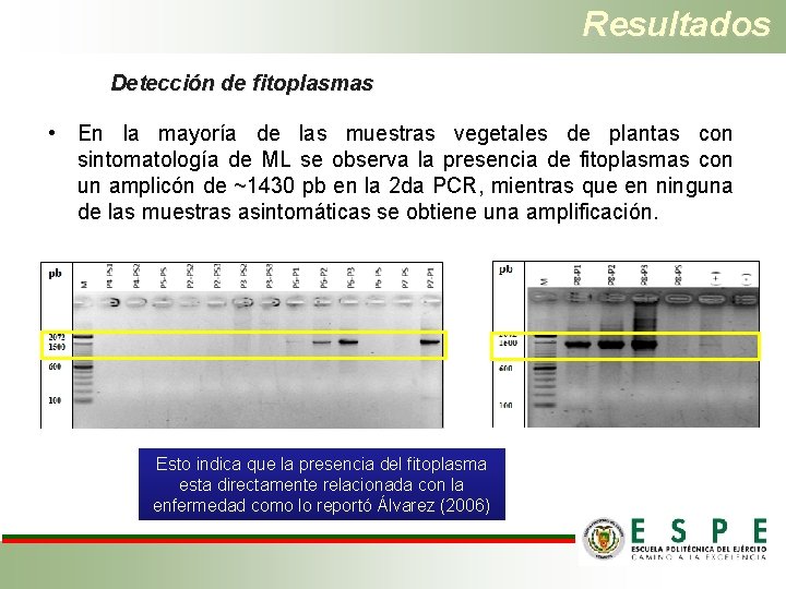 Resultados Detección de fitoplasmas • En la mayoría de las muestras vegetales de plantas