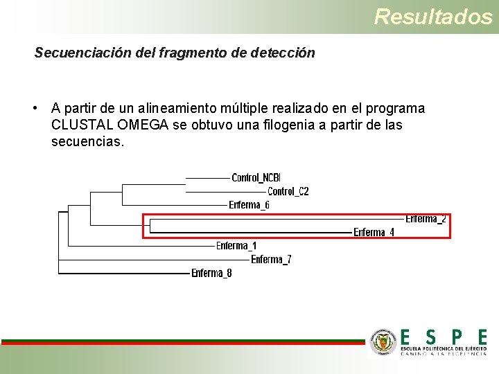 Resultados Secuenciación del fragmento de detección • A partir de un alineamiento múltiple realizado