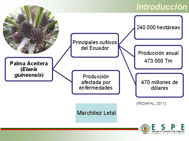 Introducción 240 000 hectáreas Principales cultivos del Ecuador Palma Aceitera (Elaeis guineensis) Producción afectada