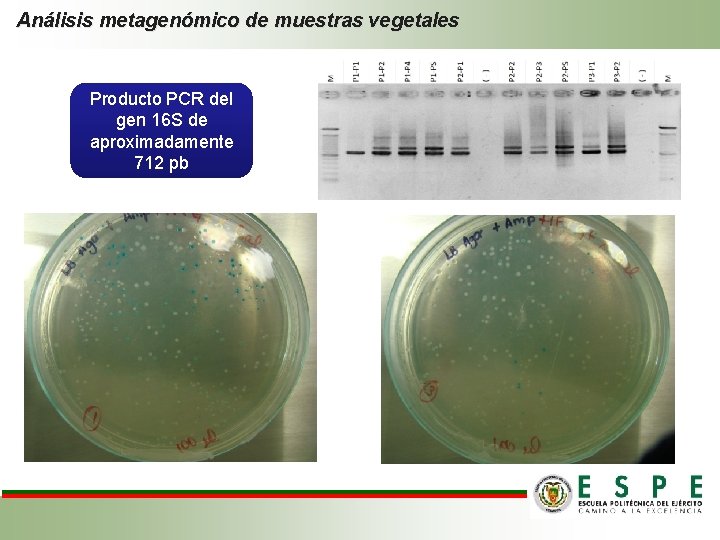 Análisis metagenómico de muestras vegetales Producto PCR del gen 16 S de aproximadamente 712
